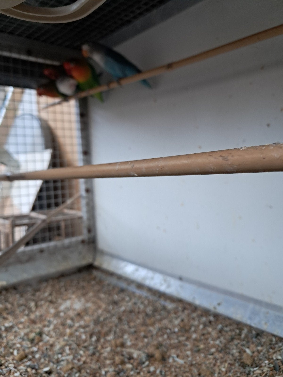 dwergpapagaaien, Geslacht onbekend, Dwergpapegaai of Agapornis