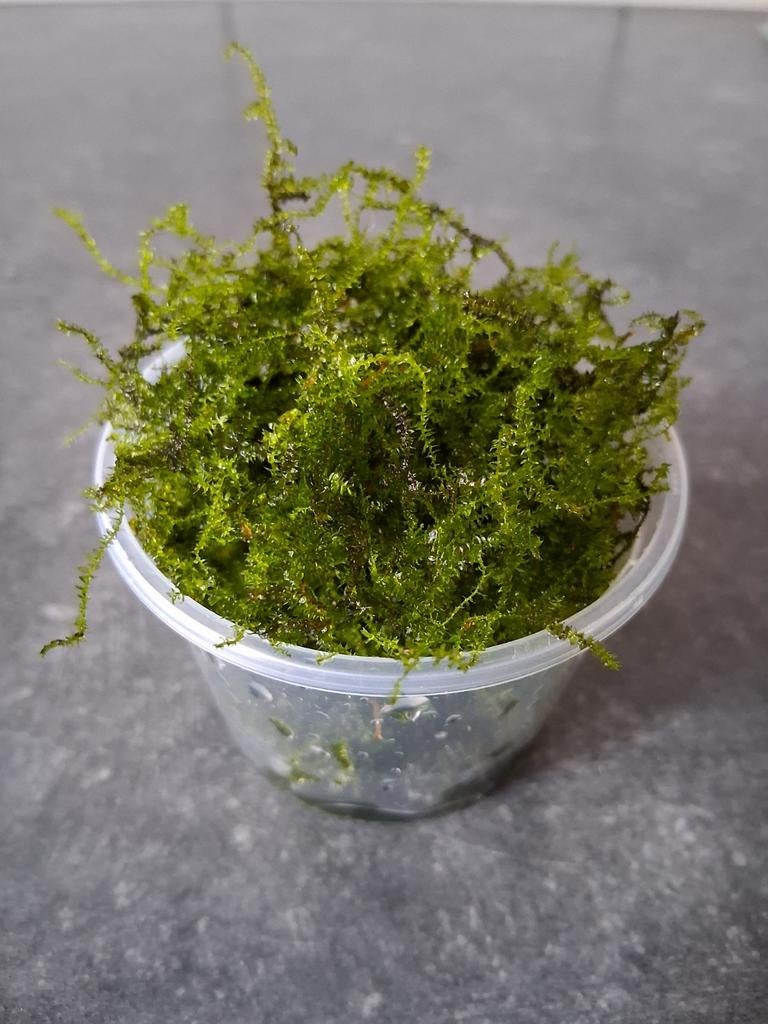 Javamos, Dieren en Toebehoren, Vissen | Aquaria en Toebehoren, Ophalen, Plant(en), Steen of Hout