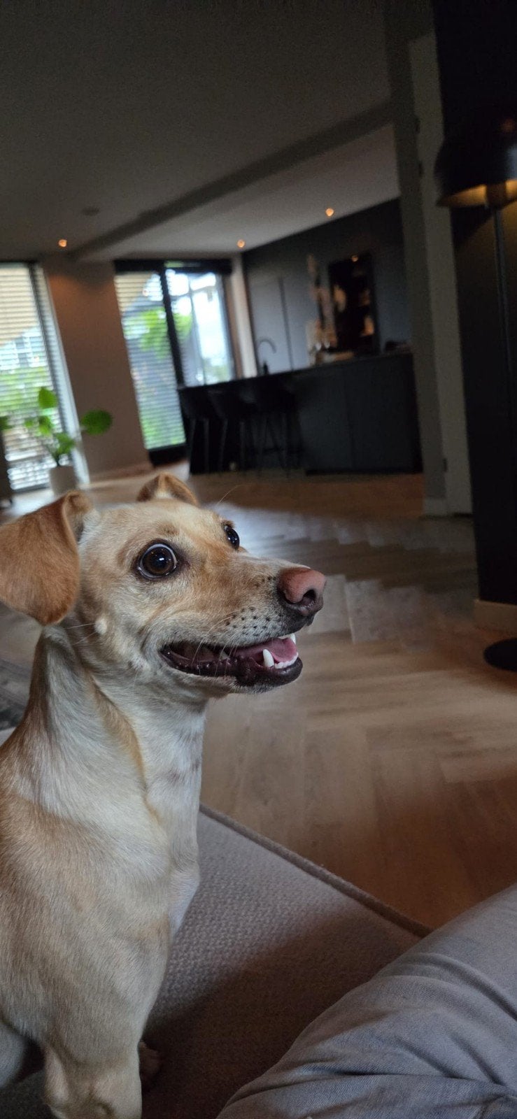 Lou verblijft in Nederland, Dieren en Toebehoren, Buitenland, Parvo, Eén hond, Klein