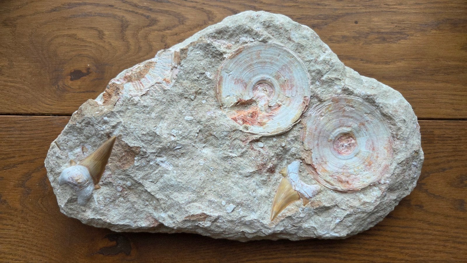 Grote Otodus haaientanden en wervels in matrix, Verzamelen, Ophalen of Verzenden, Fossiel