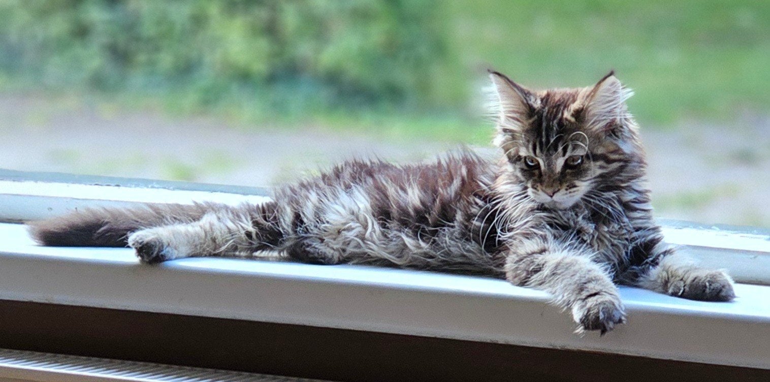 Maine coon kittens, Meerdere dieren