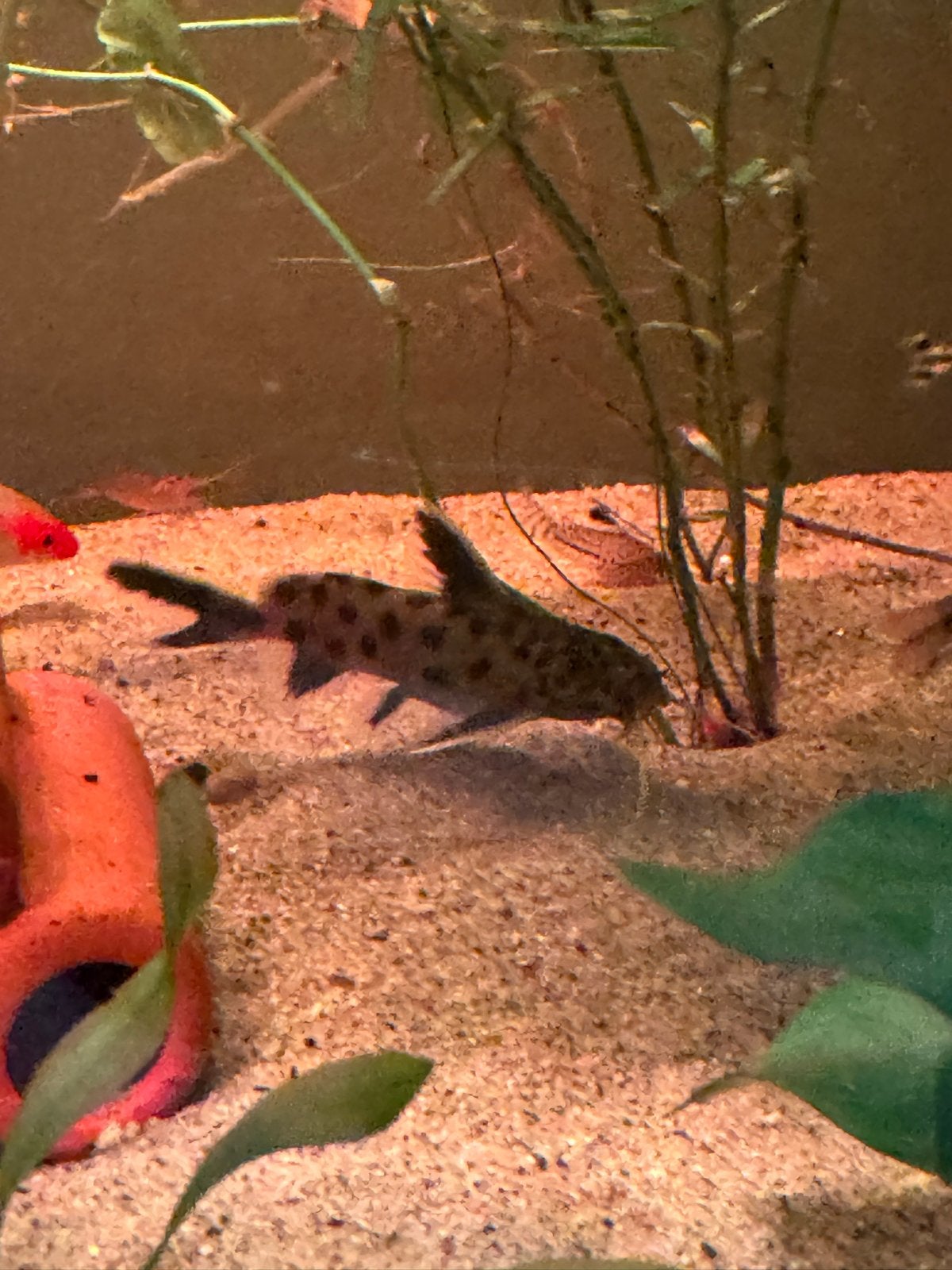 Synodontis multipunctatus, de Koekoekmeerval, Vis