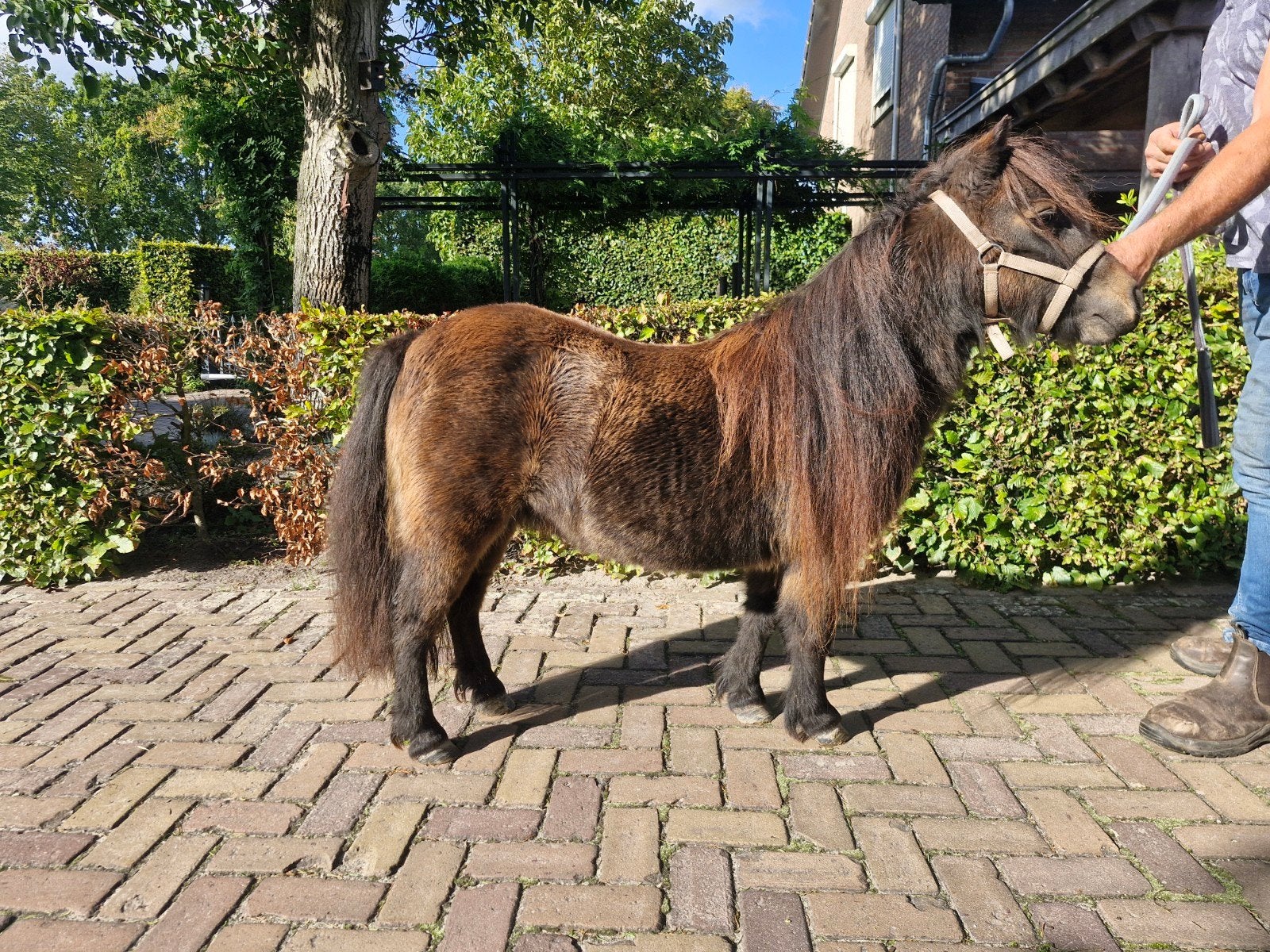 brave kinderpony, Dieren en Toebehoren, Merrie, Met stamboom, Niet van toepassing, A pony (tot 1.17m)