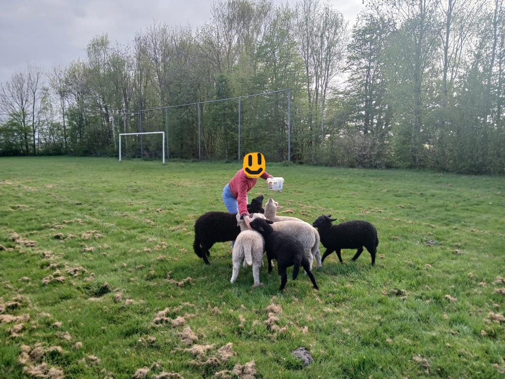 Lieve jonge schapen zoeken mooi huisje, Meerdere dieren, Schaap, 0 tot 2 jaar
