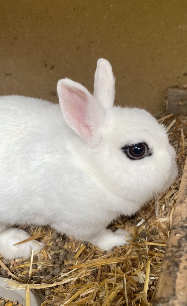 Konijn witte hotot, erg lief konijn, Dieren en Toebehoren, Konijnen, Geslacht onbekend, Klein, 0 tot 2 jaar