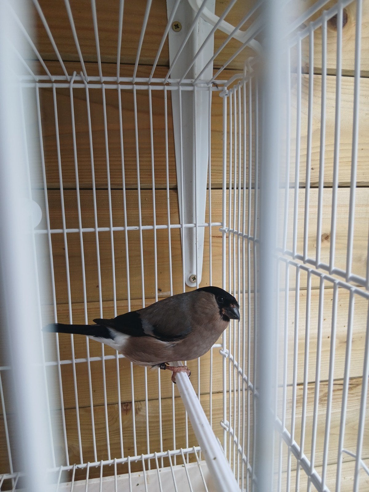 Te koop, noorse goudvink pop van 25., Vrouwelijk, Wildzangvogel