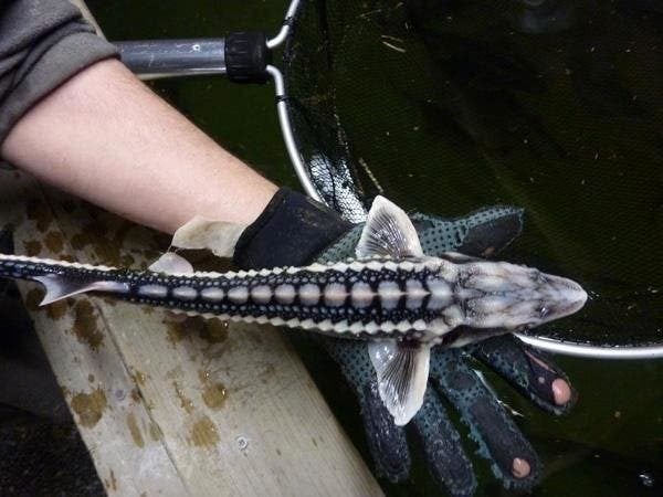 Steur, zeelt, rosetta, winde, spiegelkarper, graskarper, enz, Dieren en Toebehoren, Karper of Koi