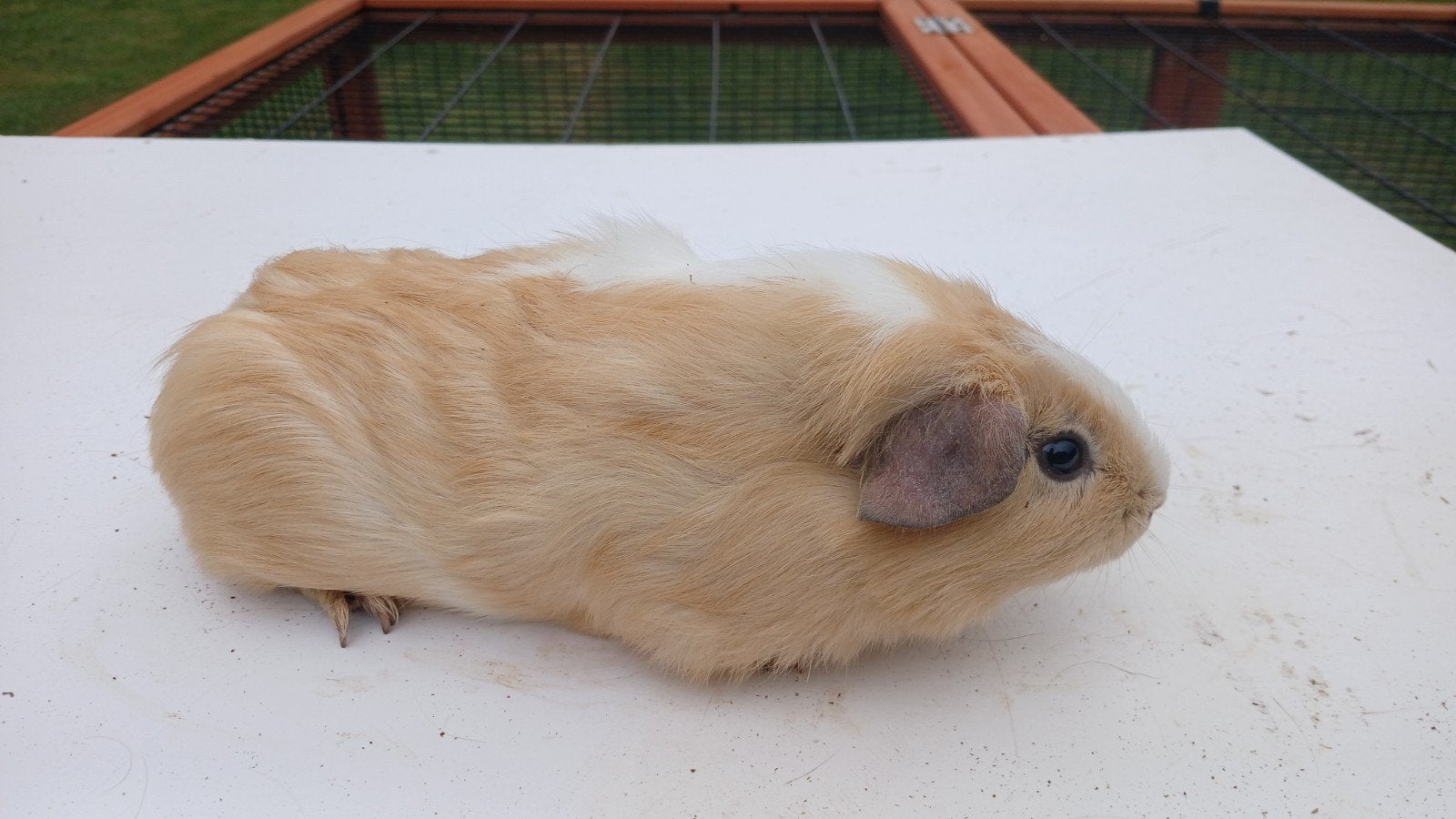 Cavia beertje, Dieren en Toebehoren, Juni, Mannelijk, Cavia