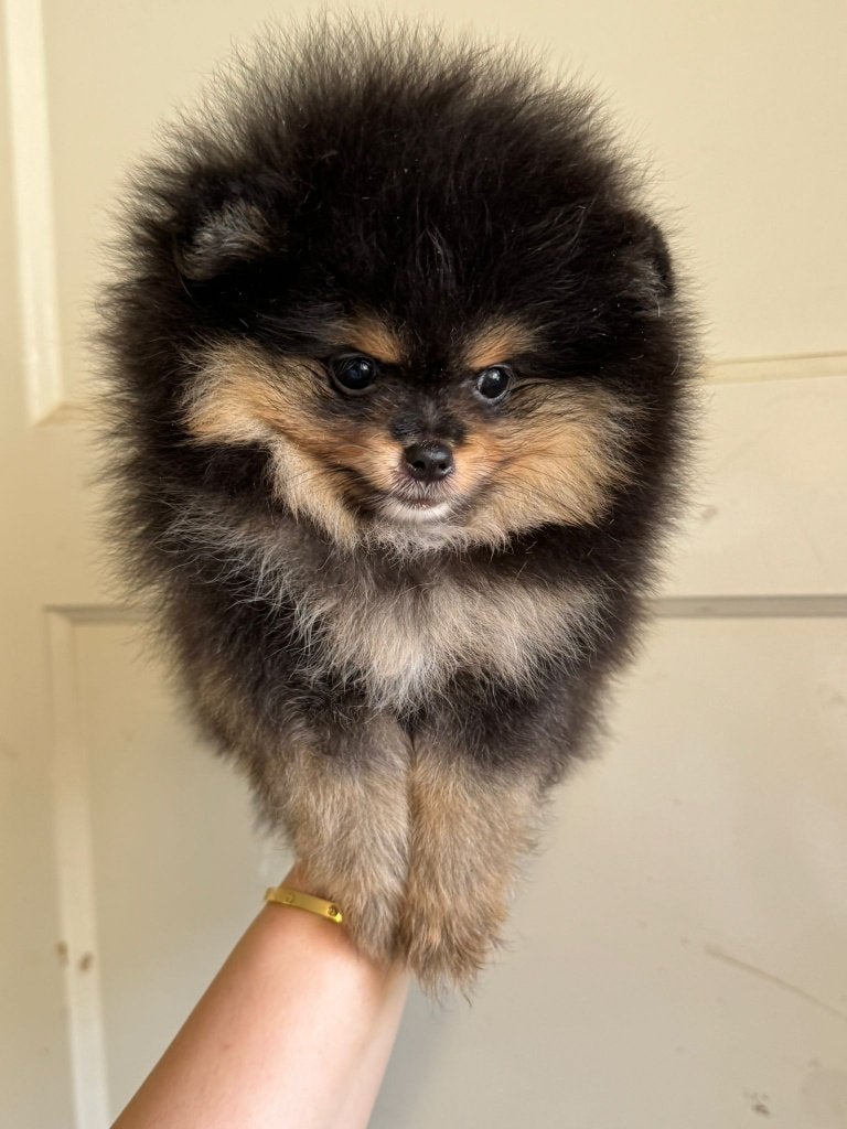 Pomeriaan pups te koop, Keeshond, CDV (hondenziekte), 8 tot 15 weken, Meerdere