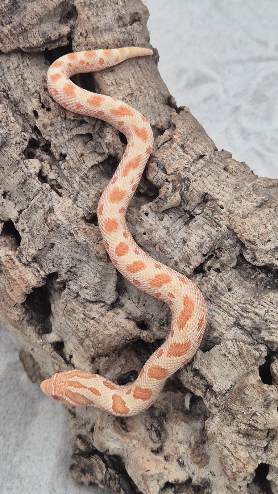 Haakneusslangen uit 2026 Snow/het snow Hognose Snake photo 7