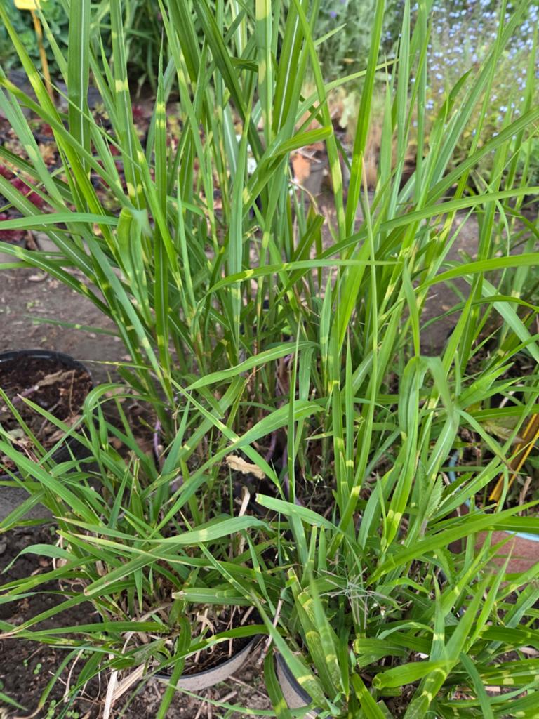 Miscanthus., Ophalen, Overige soorten