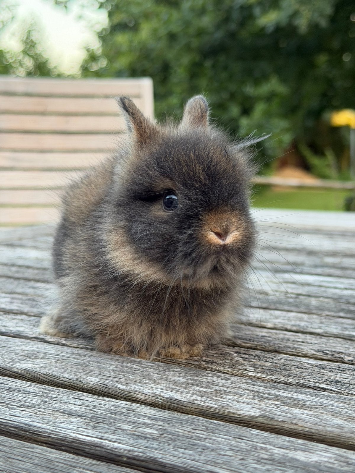 Super knappe Minilop/Teddy dwerg koppels, Dieren en Toebehoren, Konijnen, Meerdere dieren, Dwerg, Hangoor, 0 tot 2 jaar