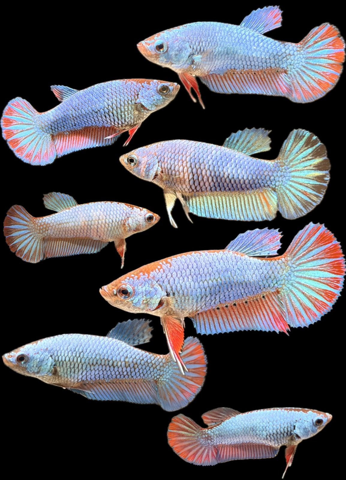 Betta vrouwen, kempvis vissen, Vis