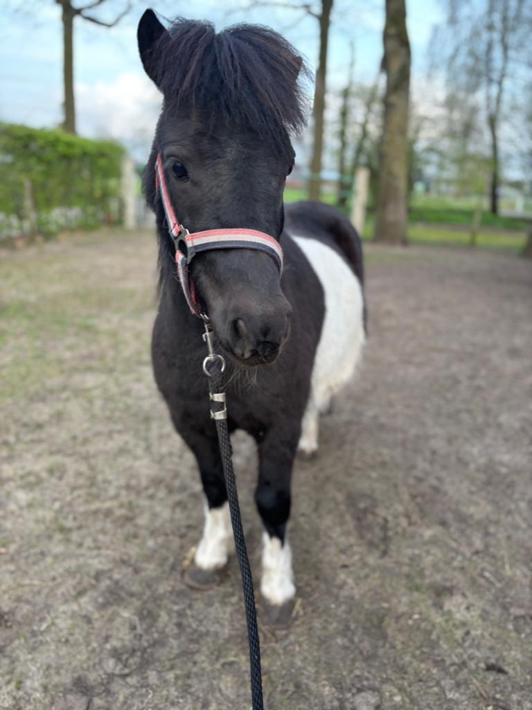 Verzorgpaard of pony gezocht, Dieren en Toebehoren, Ophalen of Verzenden, Zo goed als nieuw