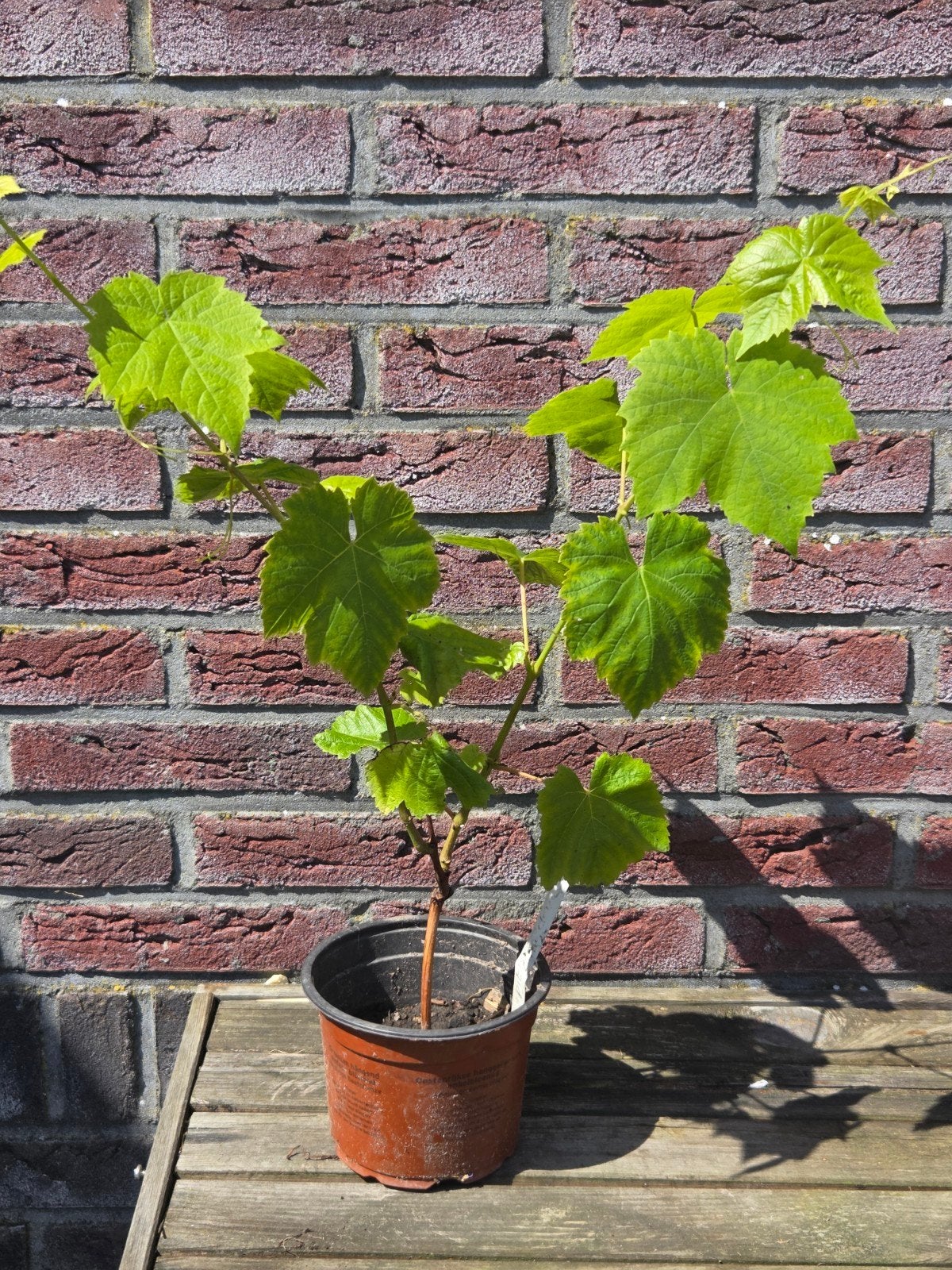 Pitloze wiite druif, komkommerplanten en tomatenplanten, Tuin en Terras, Planten | Fruitbomen, Ophalen, Minder dan 100 cm, Overige soorten