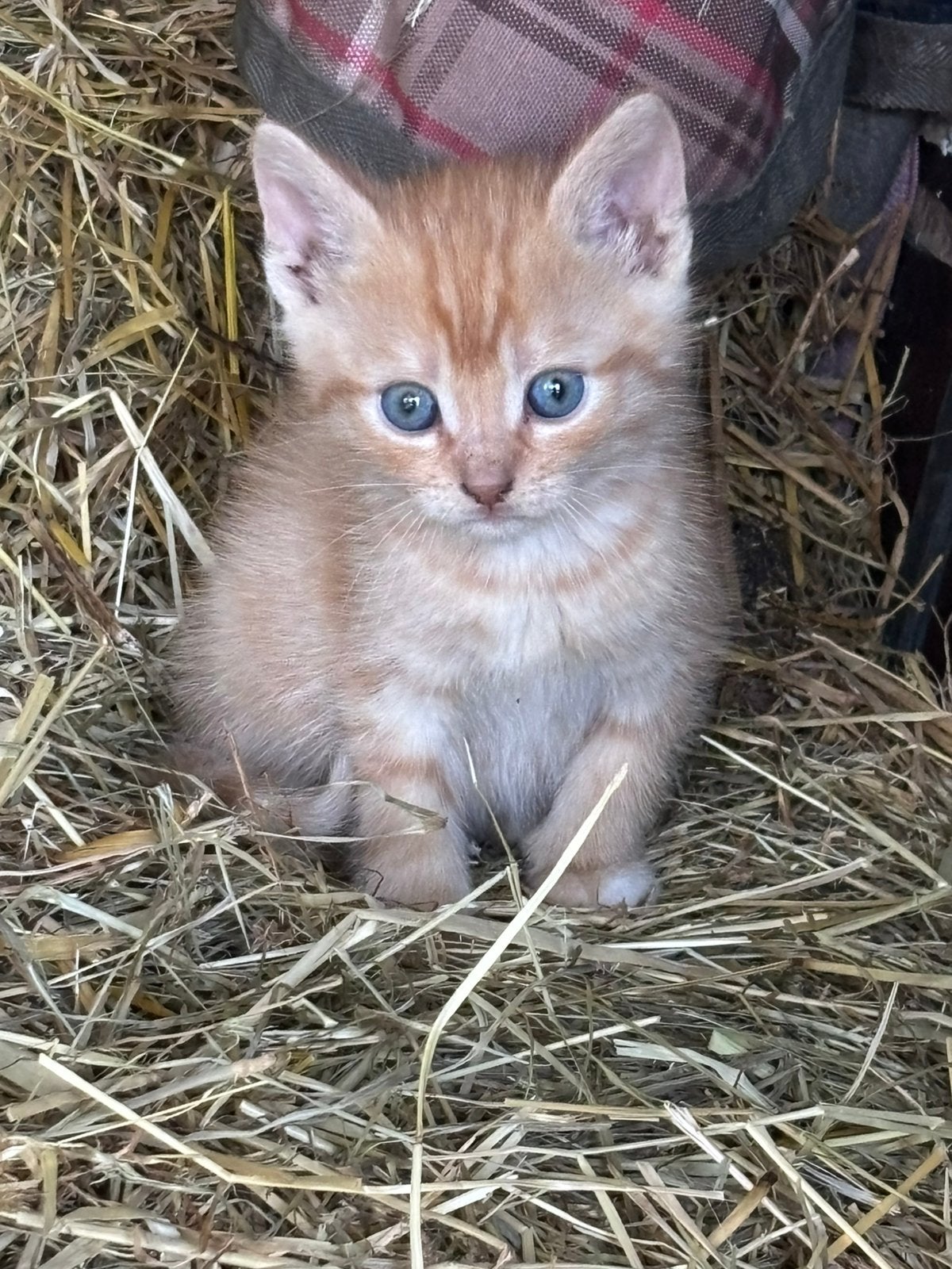 2 rode katers mogen al weg, Dieren en Toebehoren, Kater