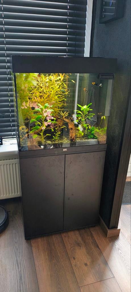 Complete juwel Lido 120 aquarium, Ophalen, Inclusief vissen, Juwel, Gevuld zoetwateraquarium