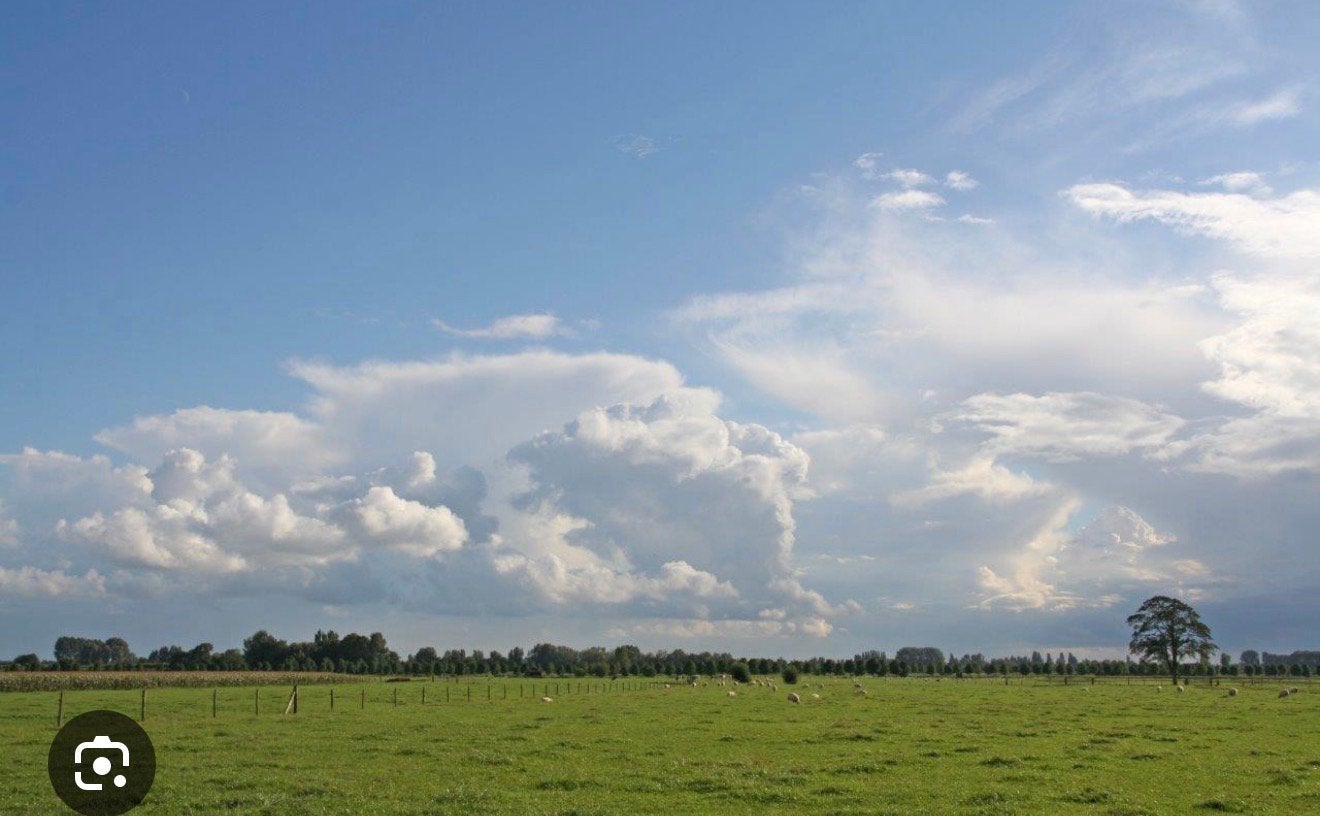 Weiland gezocht, Dieren en Toebehoren, Stalling en Weidegang