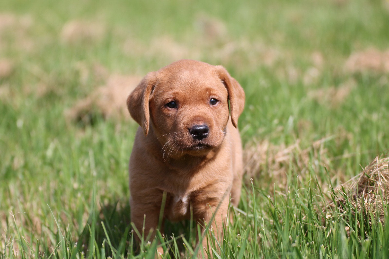 Redfox Labrador pups met stamboom, Dieren en Toebehoren, Honden | Retrievers, Spaniëls en Waterhonden, Parvo, Nederland, Reu, 8 tot 15 weken