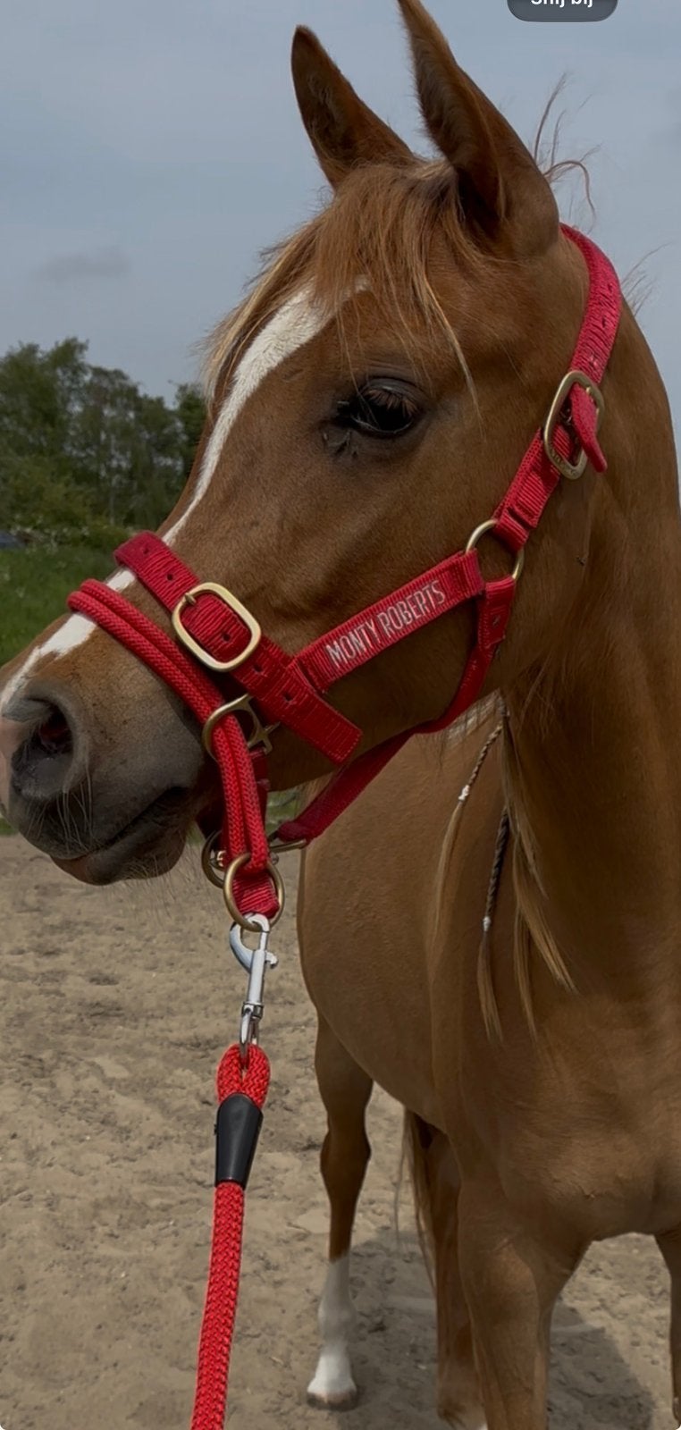 Monty roberts maat pony arabier, Nieuw, Halster, Rood, Ophalen of Verzenden