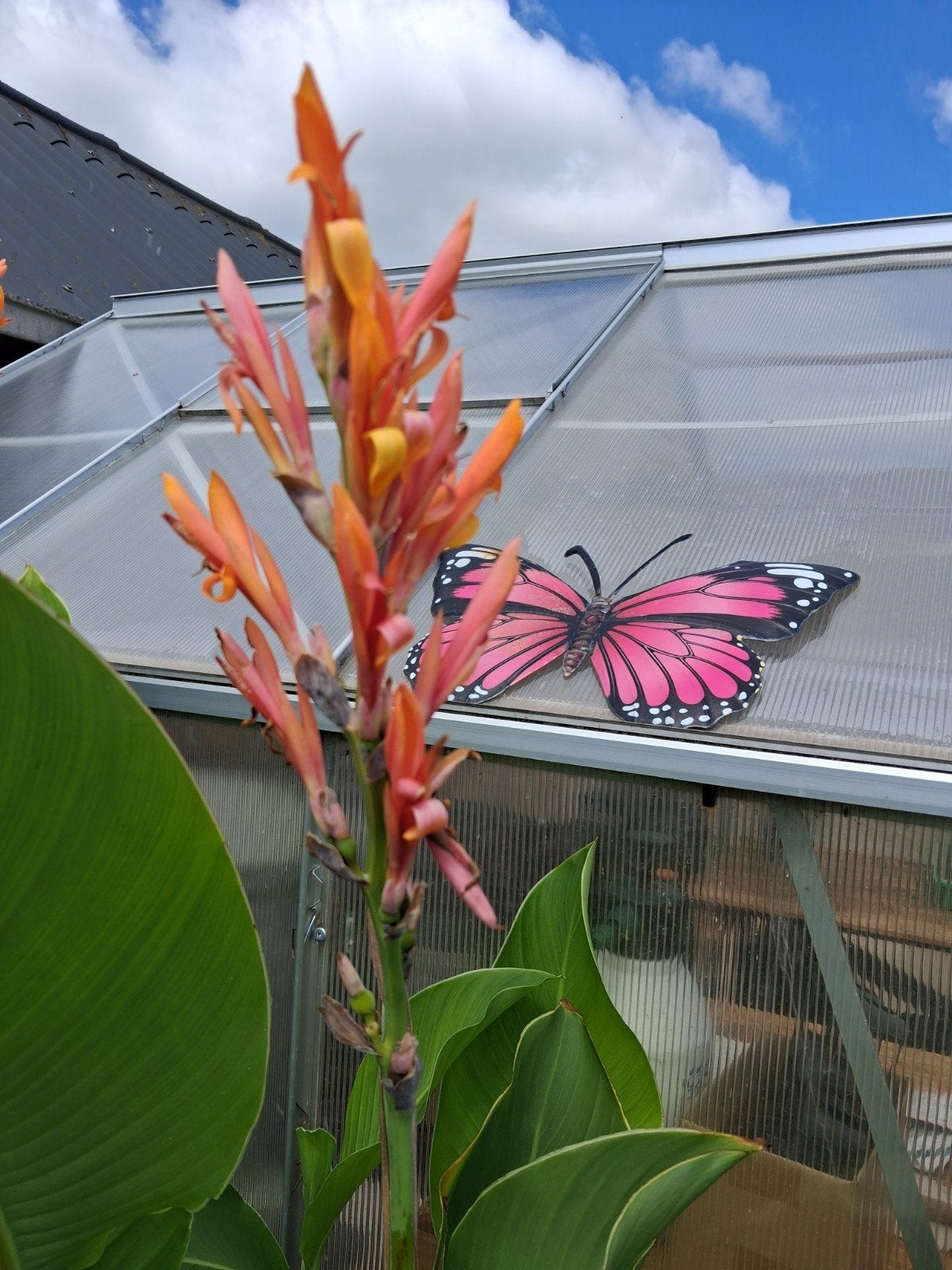 25  Canna Altensteinii zaden, Tuin en Terras, Ophalen, Volle zon