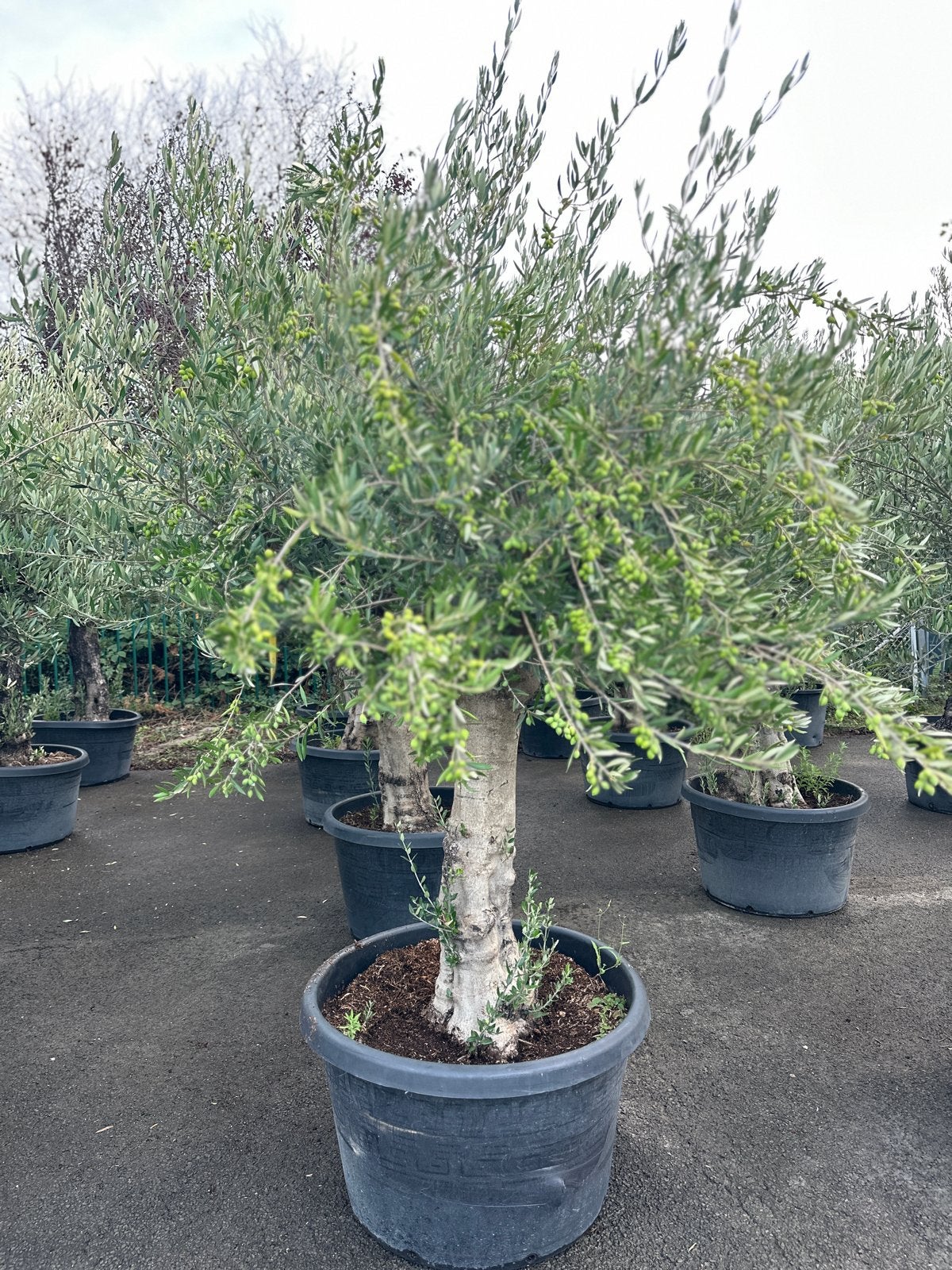 Olijfboom 120liter Grootste assortiment olijfbomen, Volle zon, Vaste plant, Ophalen of Verzenden, Fruitplanten