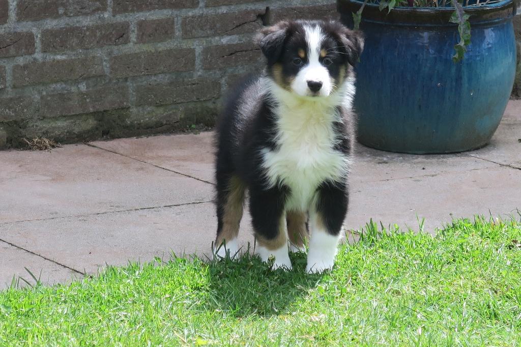 Australian Shepherd pups, Dieren en Toebehoren, Honden | Herdershonden en Veedrijvers, Meerdere dieren, Herder, Fokker | Professioneel