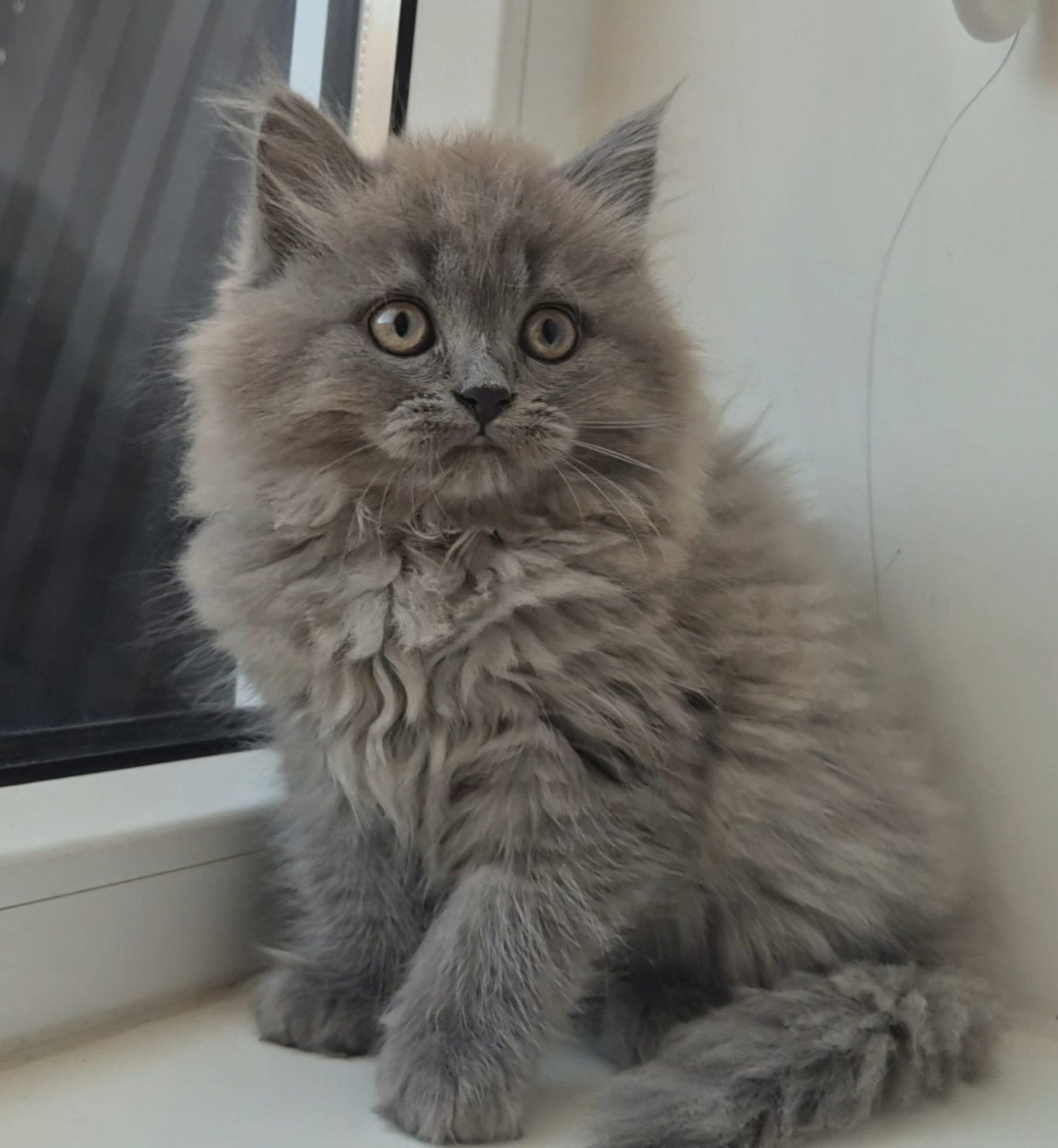 Britse korthaar en langhaar kittens, Meerdere dieren, Ontwormd, 0 tot 2 jaar