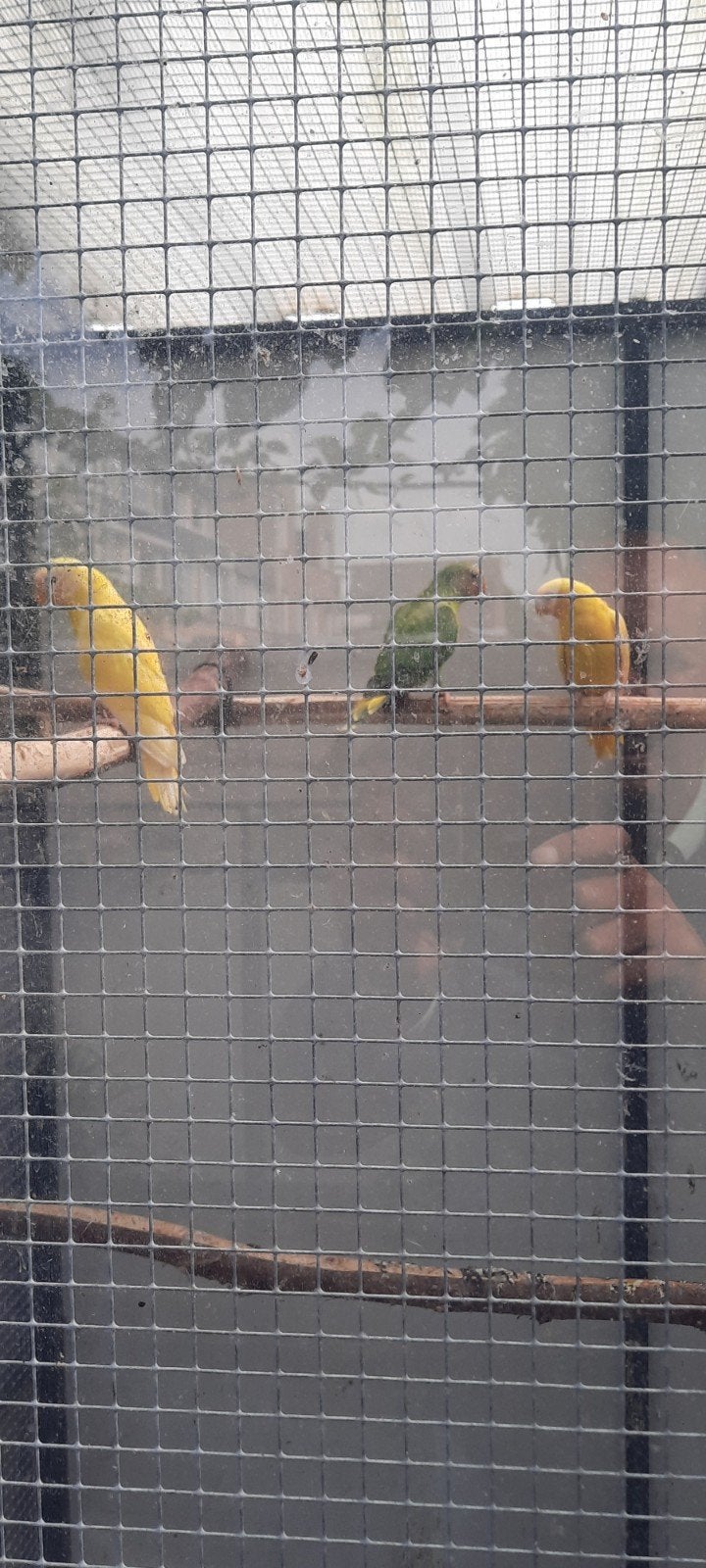 Pruimkop pruimekoppen, Dieren en Toebehoren, Meerdere dieren, Parkiet, Geringd