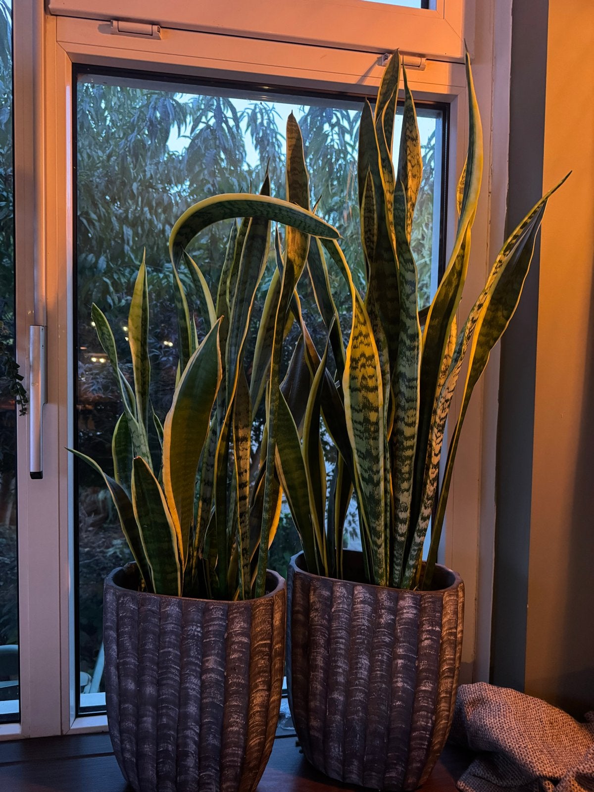 Sansevieria planten met pot, Ophalen, Overige materialen, Minder dan 60 cm, Rond