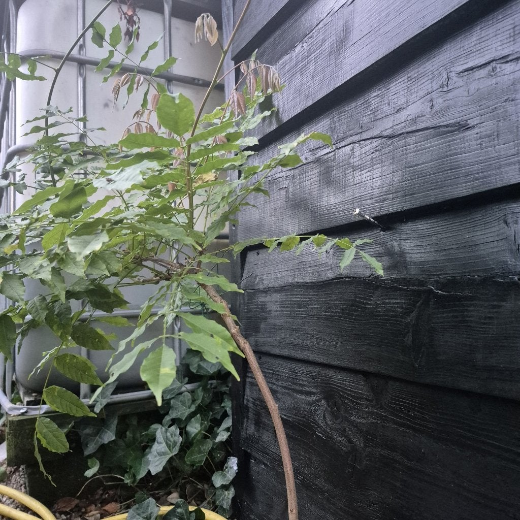 Wisteria plant, bekend als blauwe regen, Ophalen, Overige soorten, Volle zon