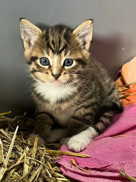 Mooie lieve kittens, Meerdere dieren