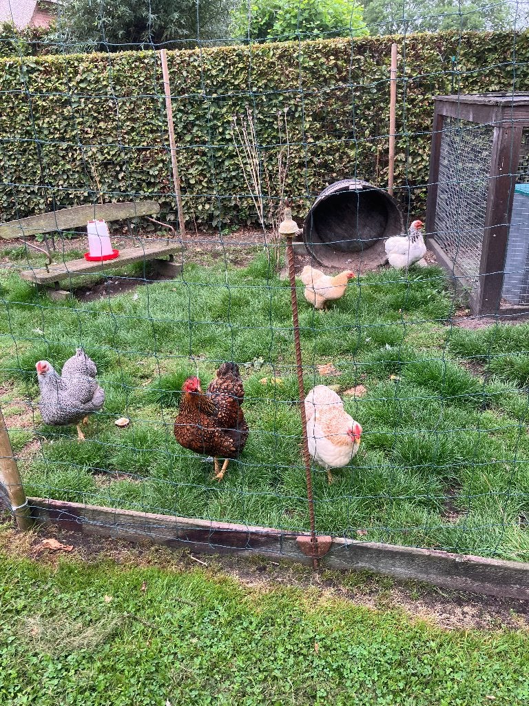Kippen, Dieren en Toebehoren, Vrouwelijk, Kip