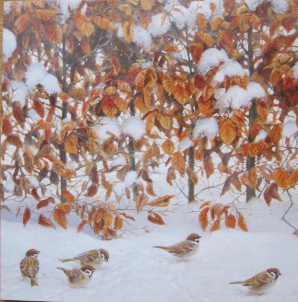 Elwin van der Kolk - wintervogels - ringmussen - beukenhaag, Verzenden, 1980 tot heden, Gelopen, Overige thema's