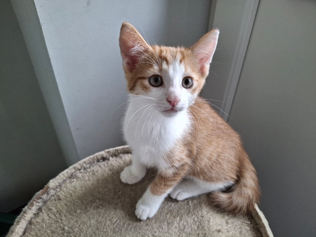 Kittens, Meerdere dieren, Ontwormd, 0 tot 2 jaar
