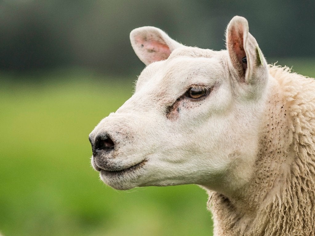 Stamboek Texelaar ramlammeren (nieuwe foto's), Mannelijk, Schaap, 0 tot 2 jaar