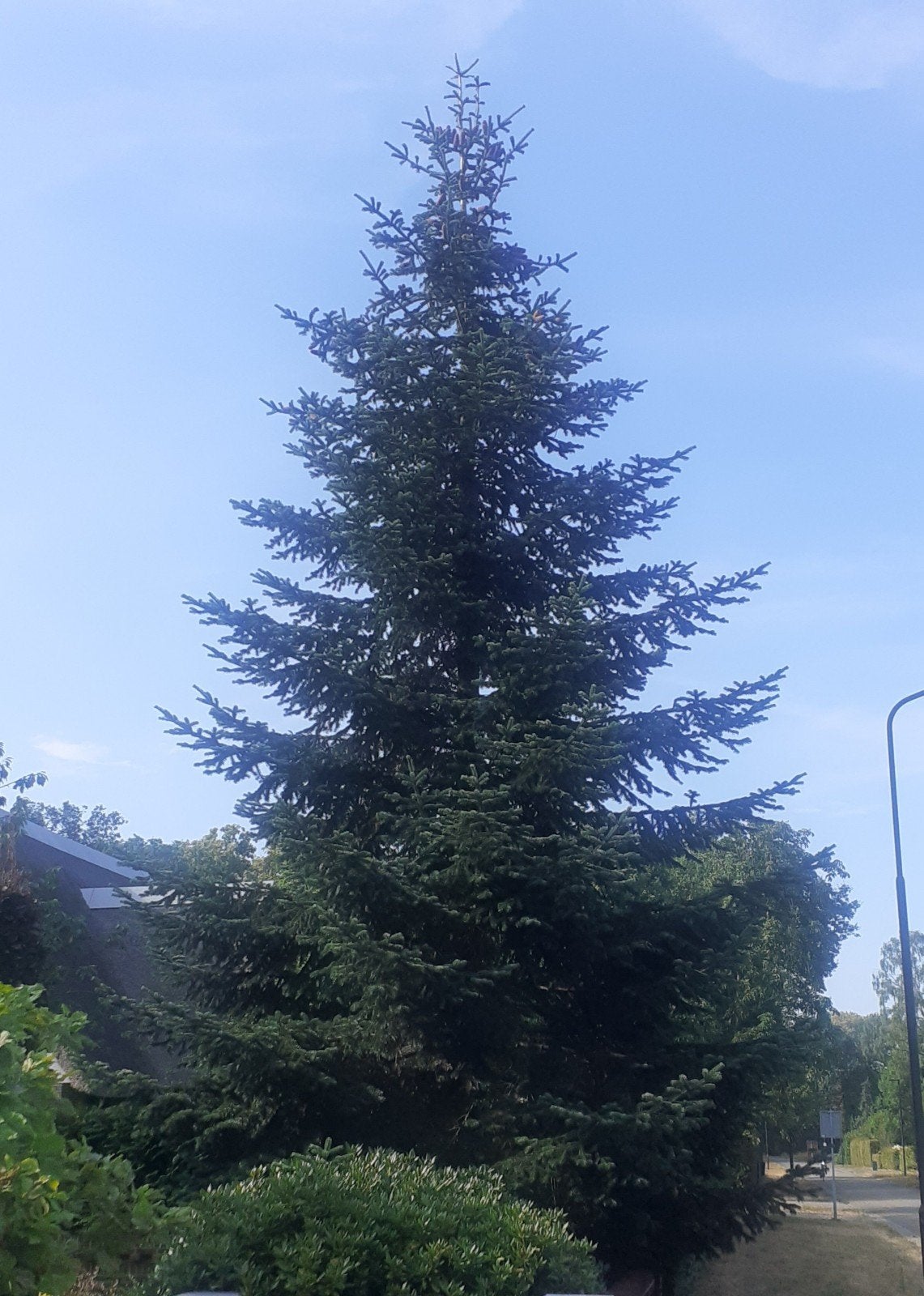 Nordman kerstboom., Tuin en Terras, Planten | Bomen, Ophalen of Verzenden, Volle zon, Overige soorten