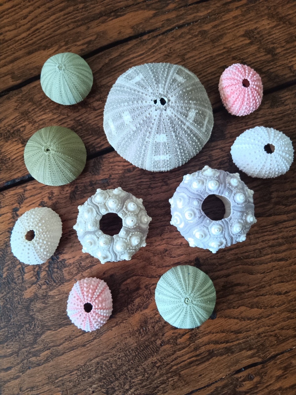 Set van diverse zee-egels - Decoratie sea urchin, Verzamelen, Ophalen of Verzenden, Nieuw