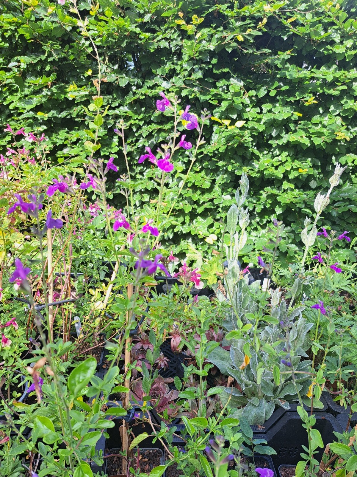 Salia's en veel andere tuinplanten, Ophalen, Overige soorten, Volle zon