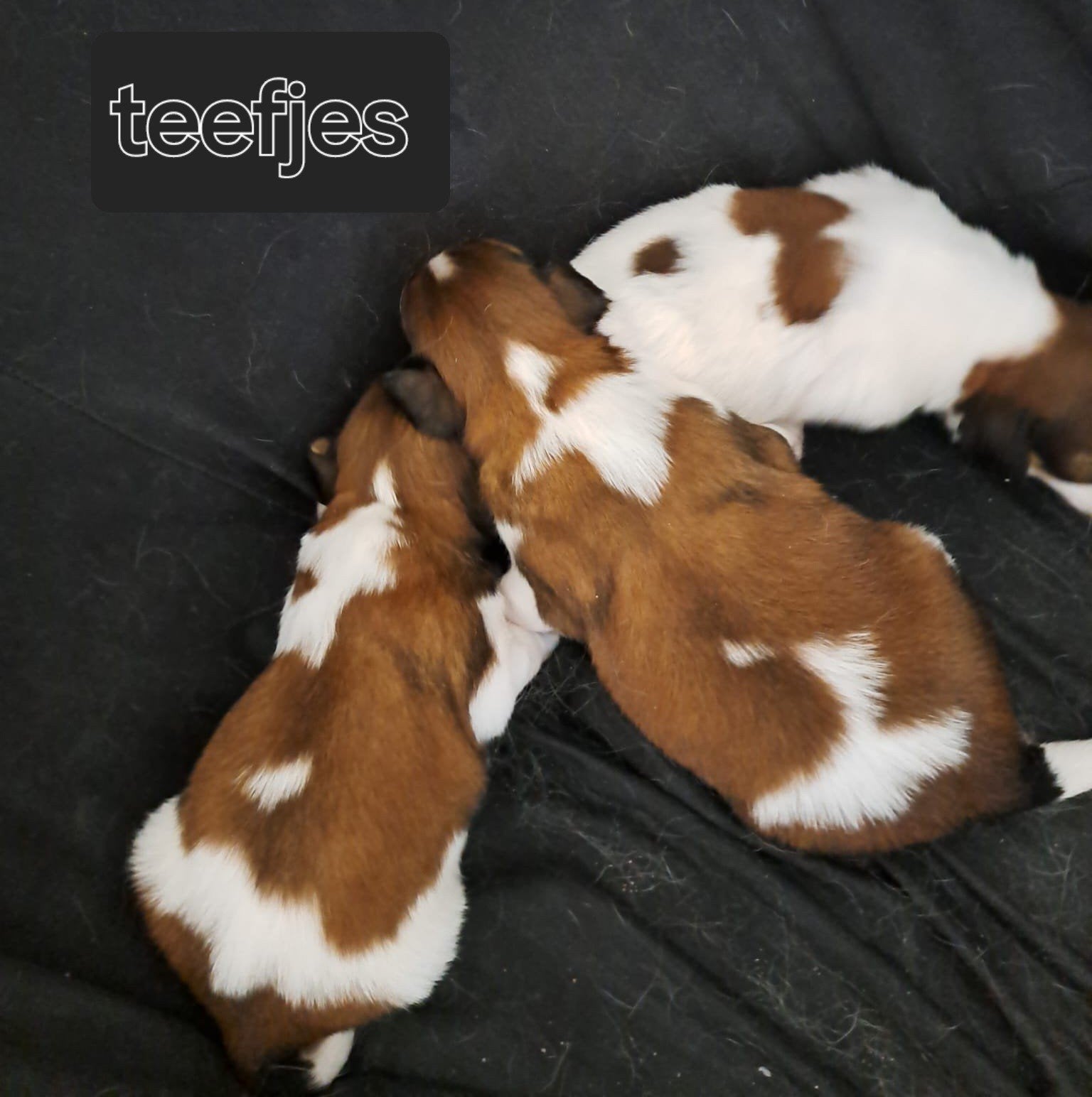 Schitterende kooikerhondjepups .kooiker!, Dieren en Toebehoren, Nederland, Overige rassen, 8 tot 15 weken, Teef