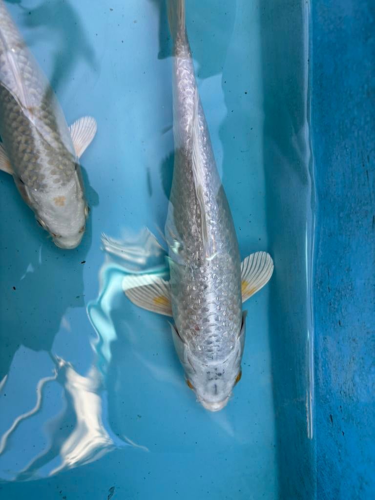 Ginrin yamabuki ogon platina koikarper koi vis vissen vijver, Karper of Koi