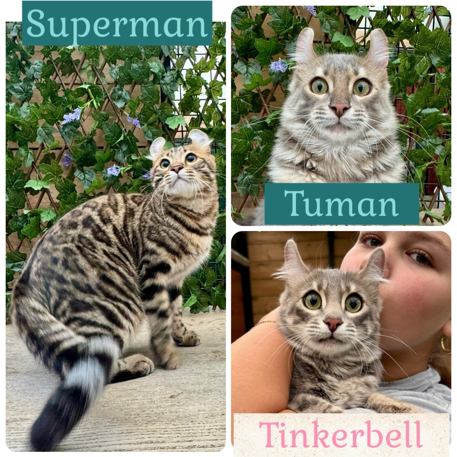 American curl kittens | fantastisch karakter | stamboom, Meerdere dieren, Langharig, 0 tot 2 jaar