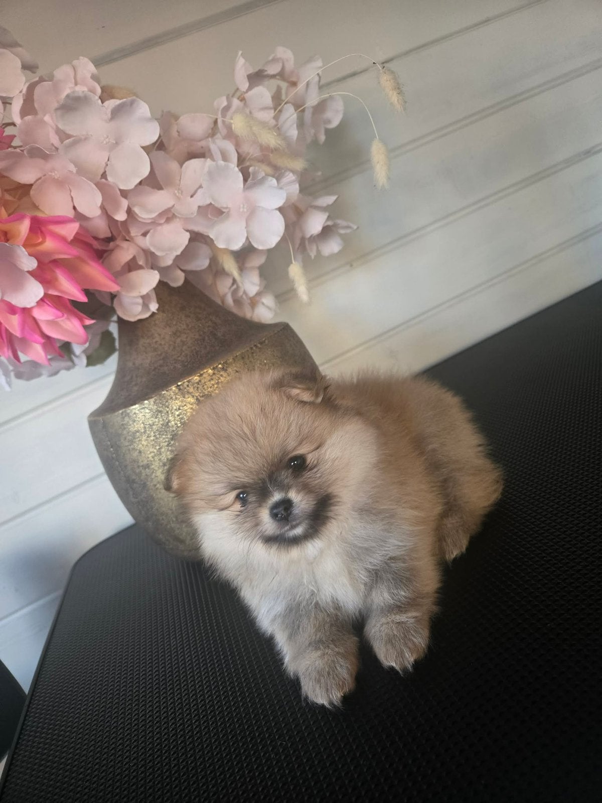 Raszuivere pomeriaan pups, Parvo, Overige rassen, 8 tot 15 weken, Meerdere