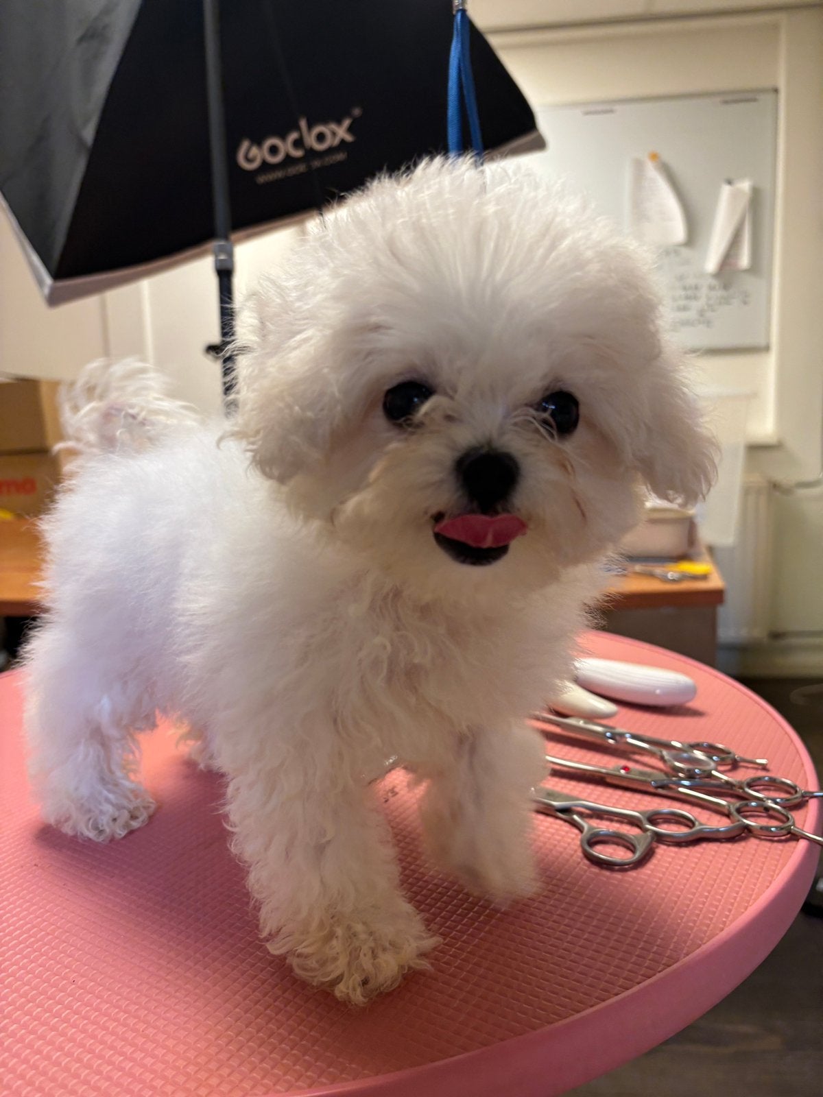 Prachtig Bichon Frisé teefje – 3 maanden oud, Overige rassen, CDV (hondenziekte), 8 tot 15 weken, Teef