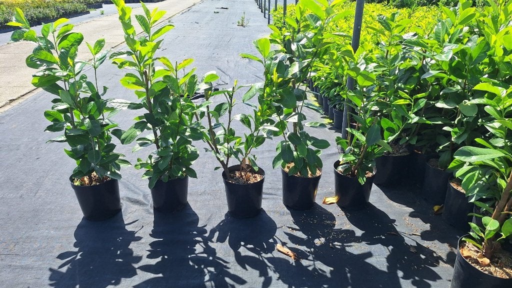 aanbieding - Prunus laurier Rotunudiflia, Ophalen, Overige soorten, Halfschaduw