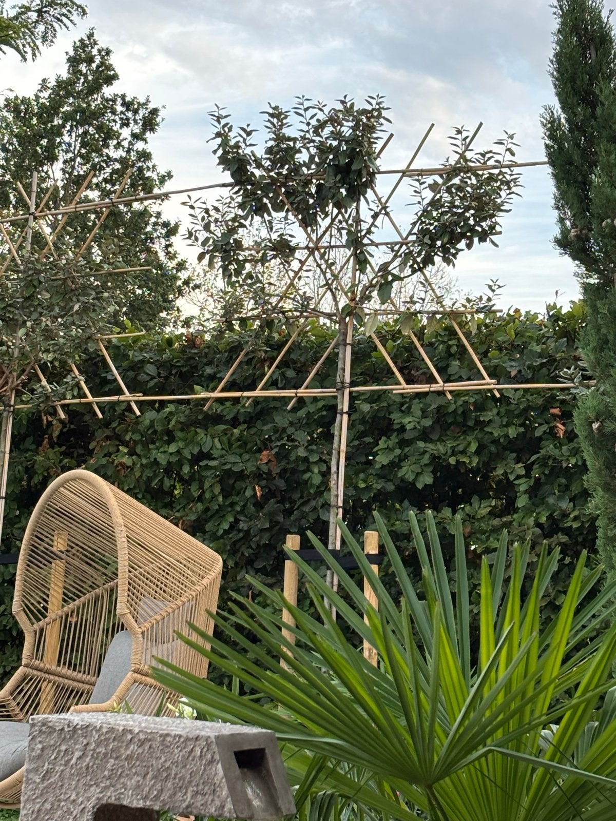Leiboom olijfwilg, Tuin en Terras, Volle zon, Vaste plant, Bloeit niet, Ophalen