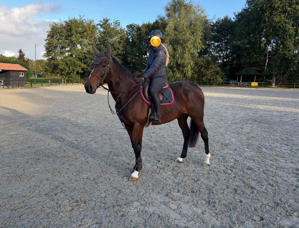 Brave 8 jarige allround merrie, Merrie, 7 tot 10 jaar, 160 tot 165 cm, Recreatiepaard