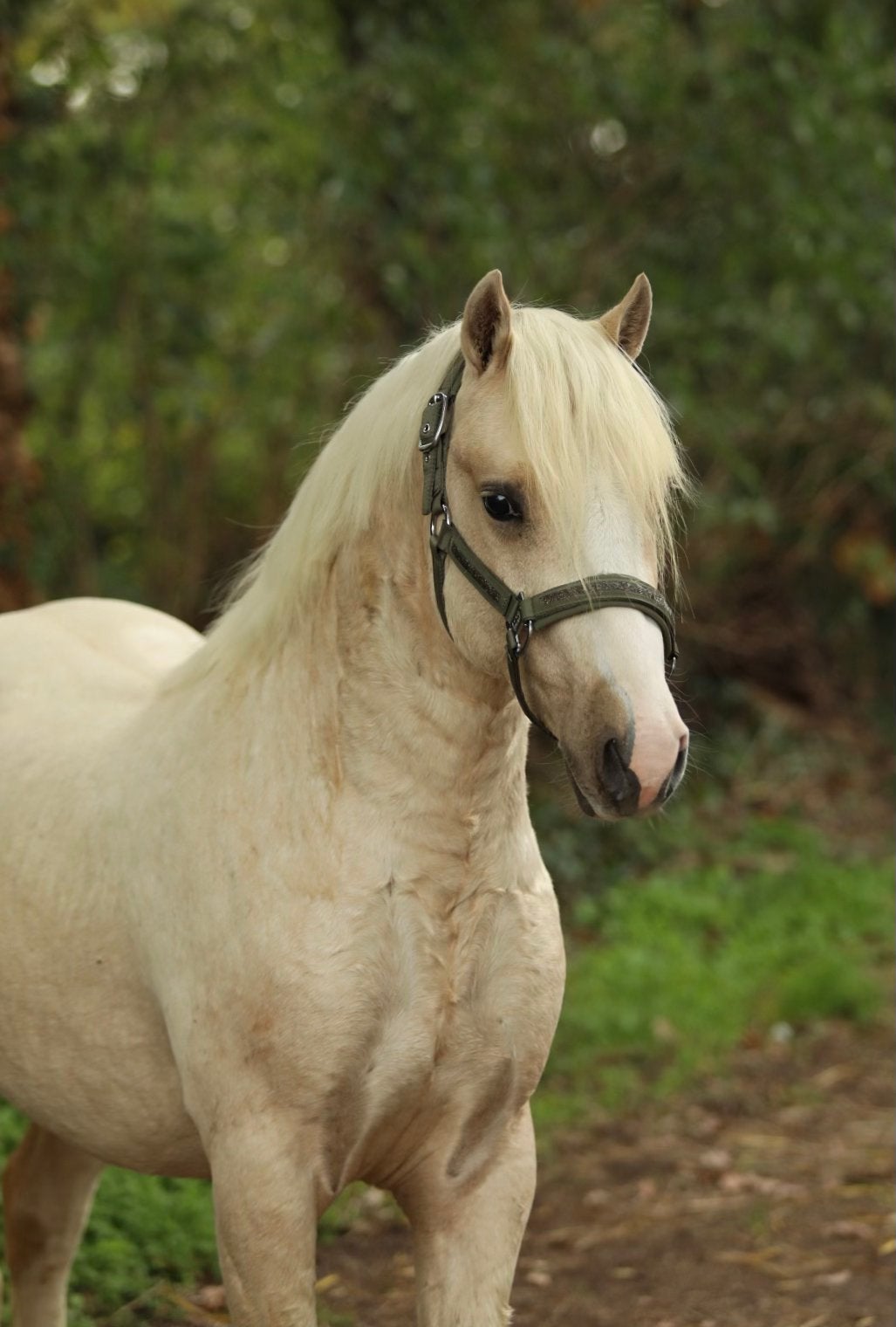 2.5 jarige c pony hengst, Dieren en Toebehoren, Met stamboom, 0 tot 2 jaar, Hengst, C pony (1.27m tot 1.37m)