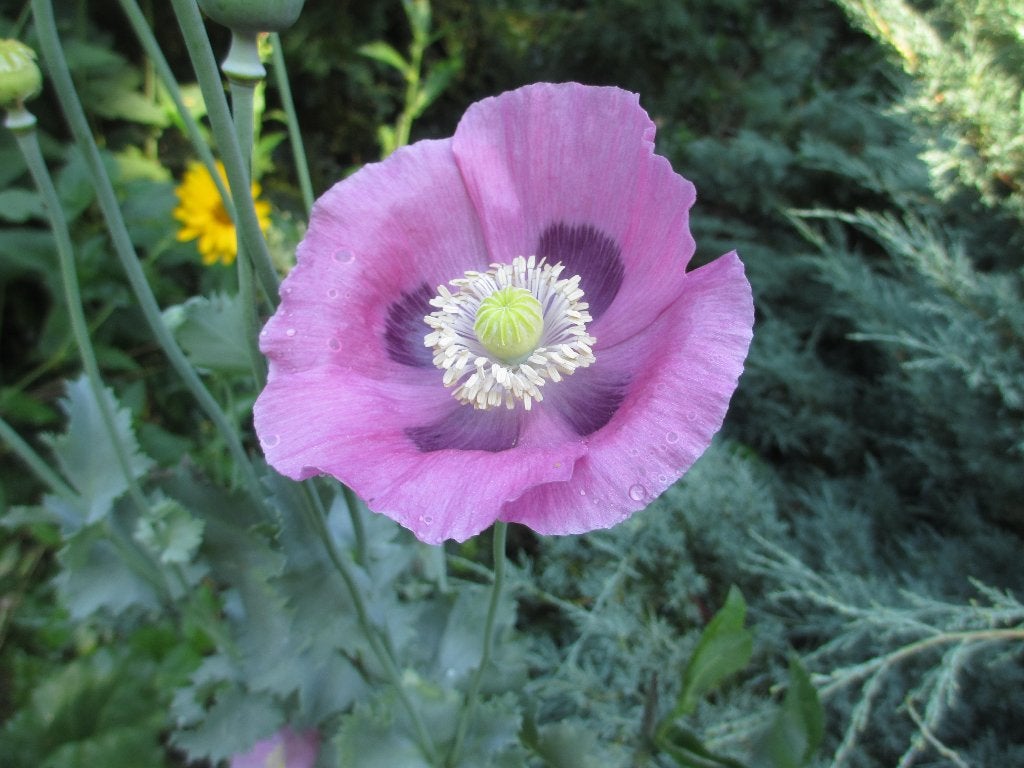 Prachtige Slaapbol zaden (Papaver somniferum) Roze sierplant, Ophalen of Verzenden, Volle zon, Zaad