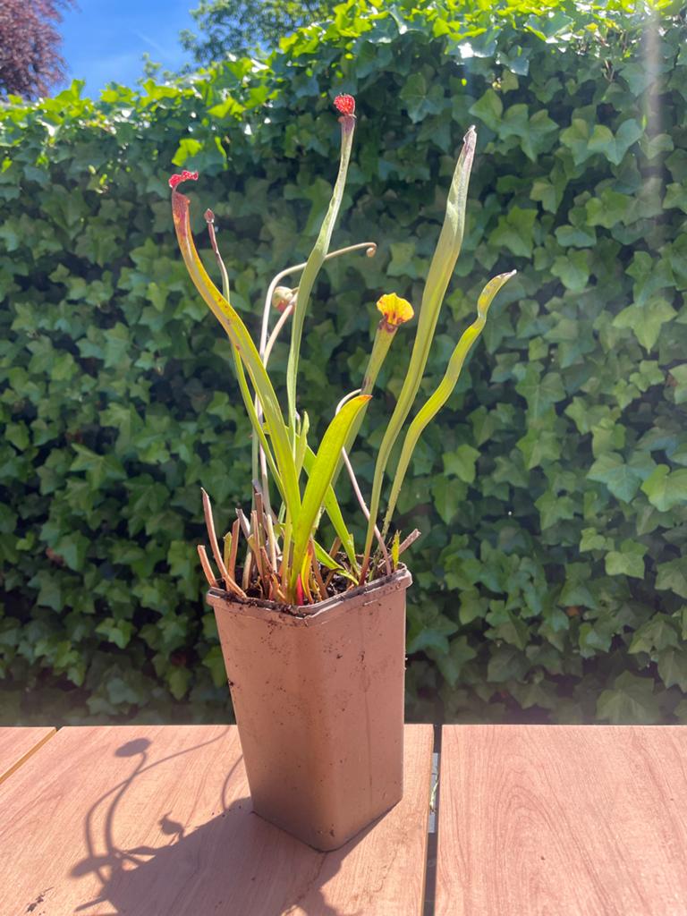 Trompetbekerplant - Sarracenia (Vleesetende plant), Volle zon, Vaste plant, Lente, Ophalen